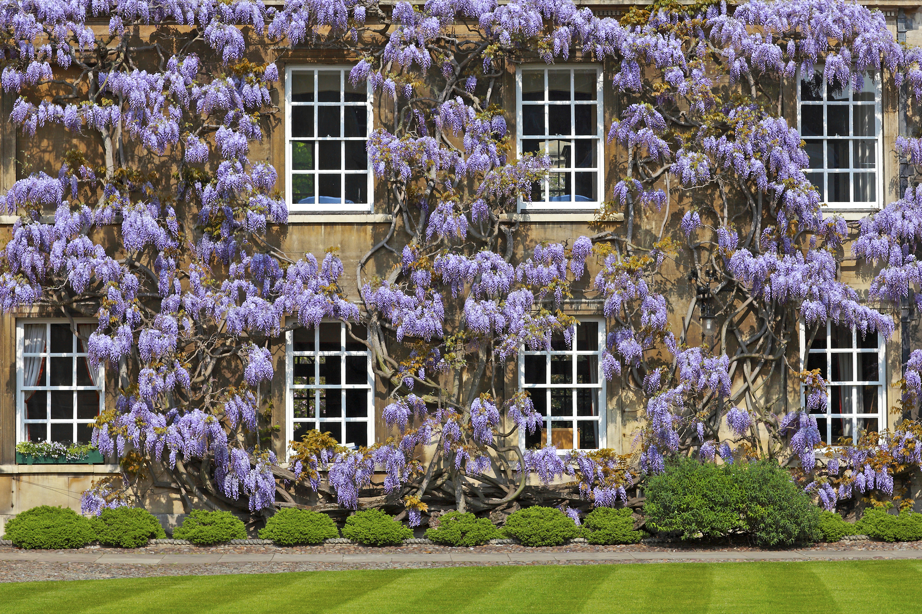 Building in Christs College on a summers day covered in a large whisteria