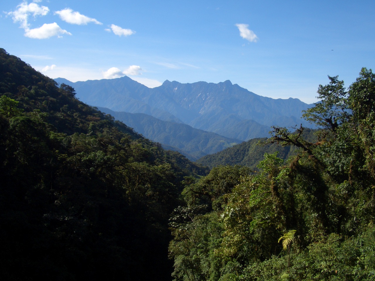 Photograph of Forest