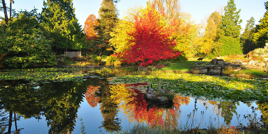 Autumn colour at the Botanic Garden