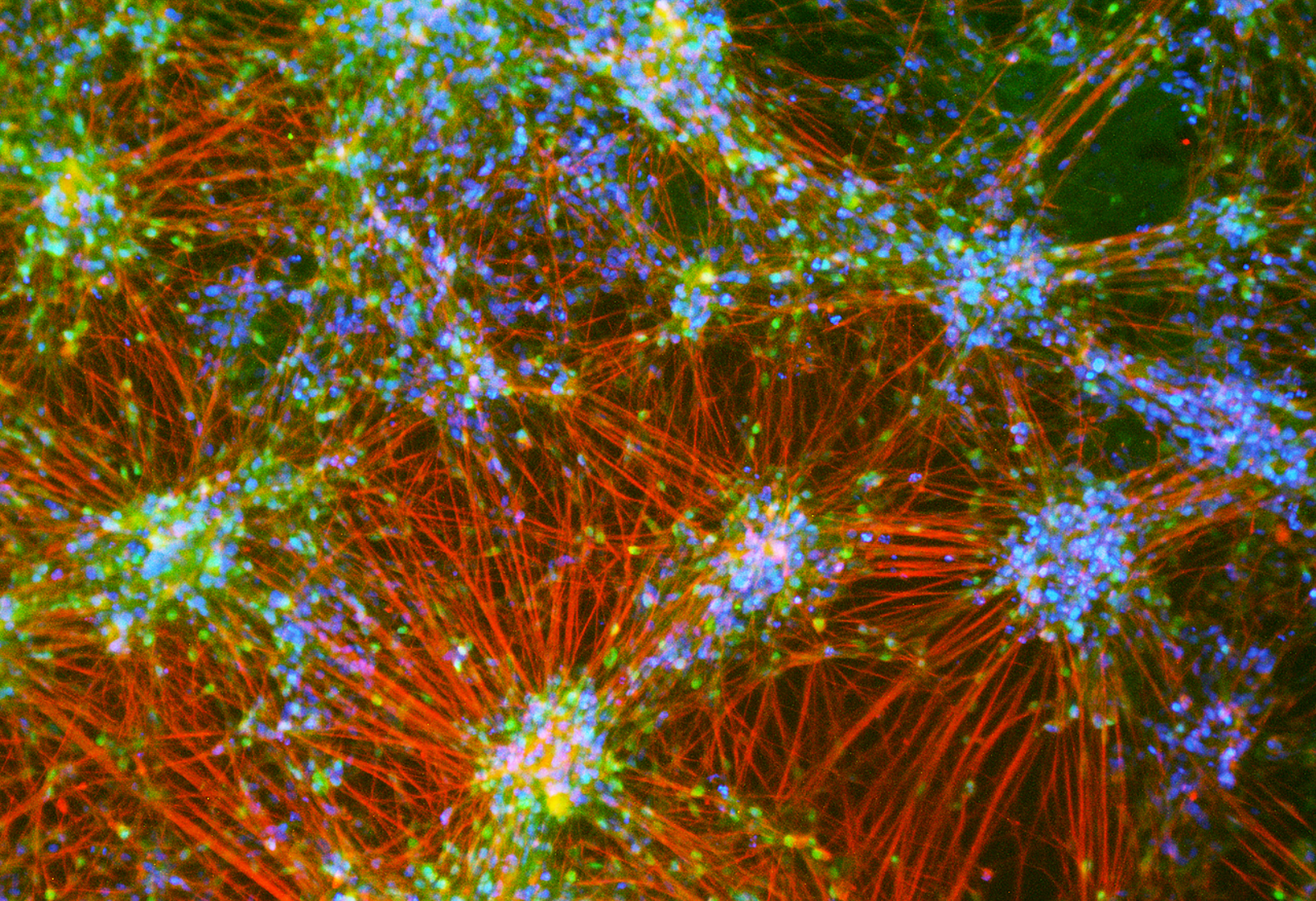 Neurons photo by Nick Blair