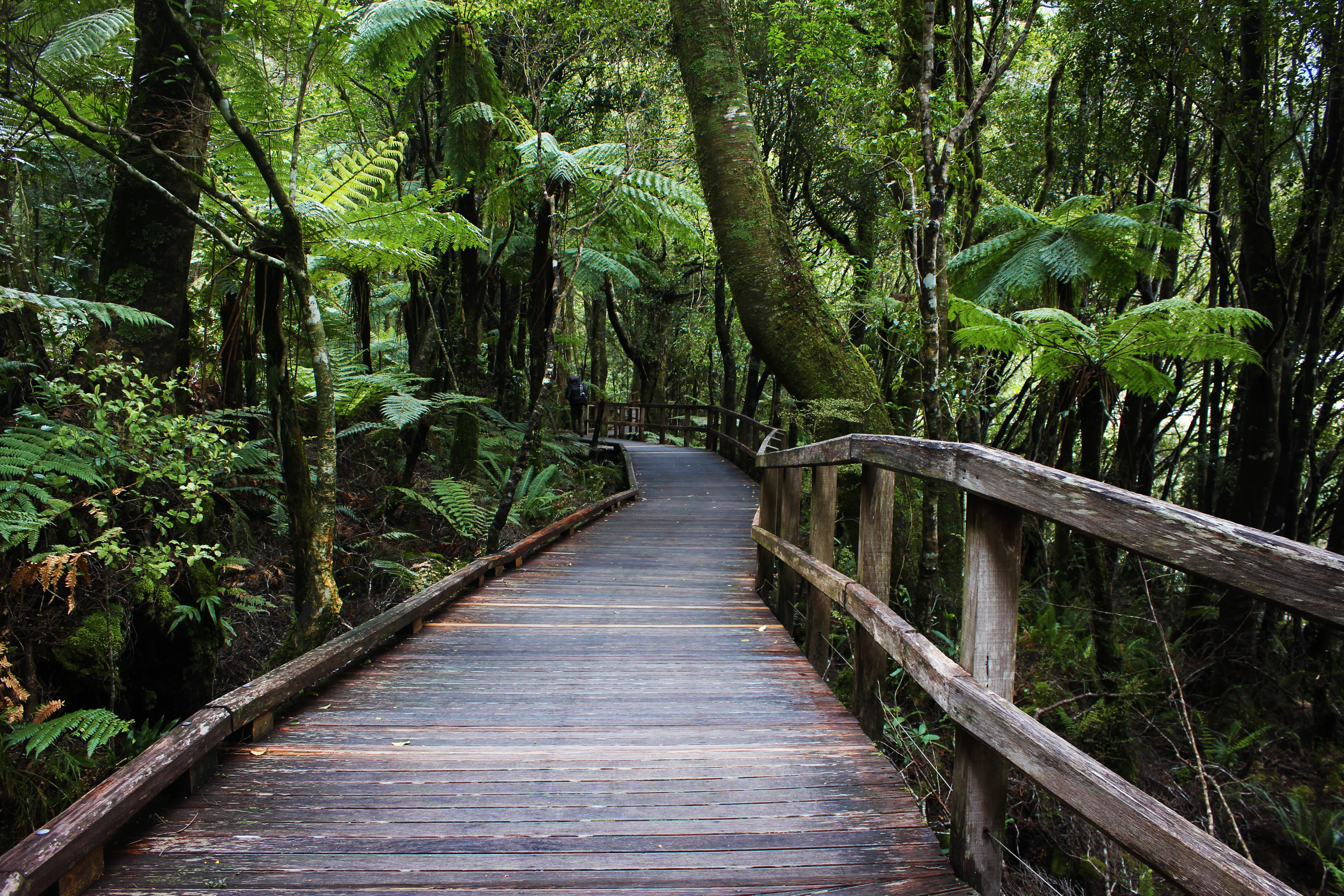 Rainforest