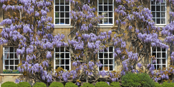 Building in Christs College on a summers day covered in a large whisteria