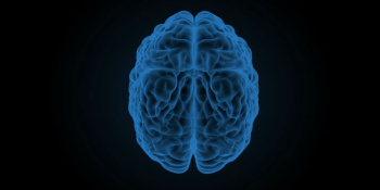 Brain illustration