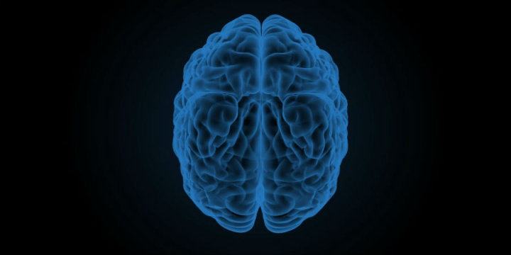 Brain illustration