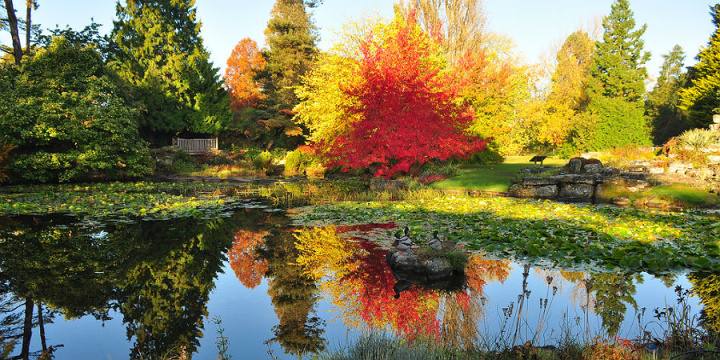 Autumn colour at the Botanic Garden