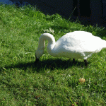 Swan on grass