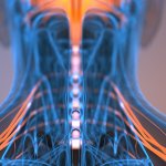 Illustration of the human nervous system