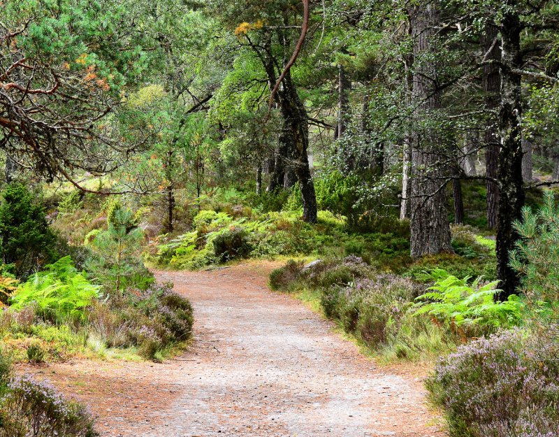 Rothiemurchus Forest