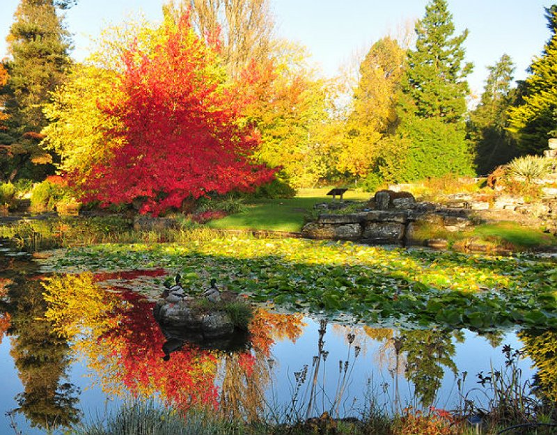 Autumn colour at the Botanic Garden