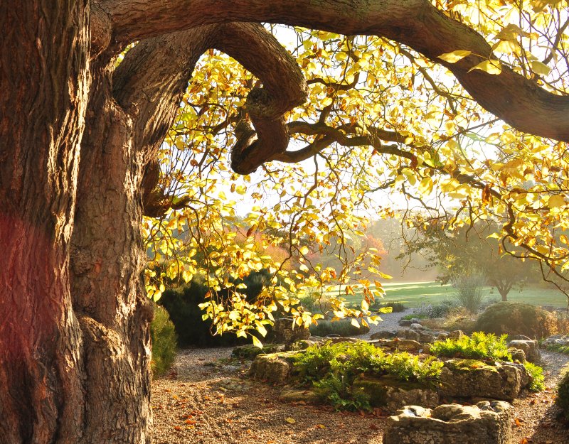Cambridge University Botanic Garden