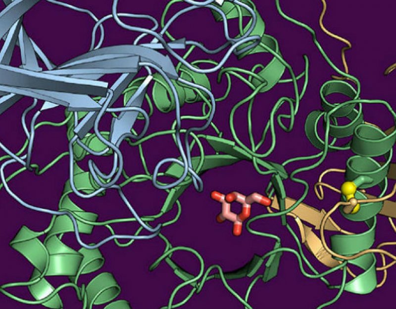 Structure of human galactocerebrosidase (GALC) gene