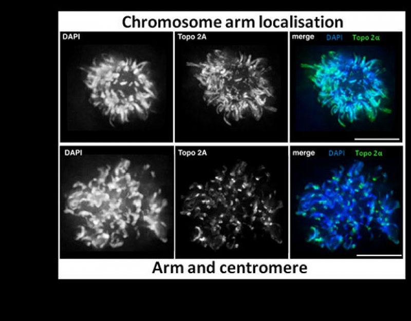 Department of Genetics Farr research group cell localisation