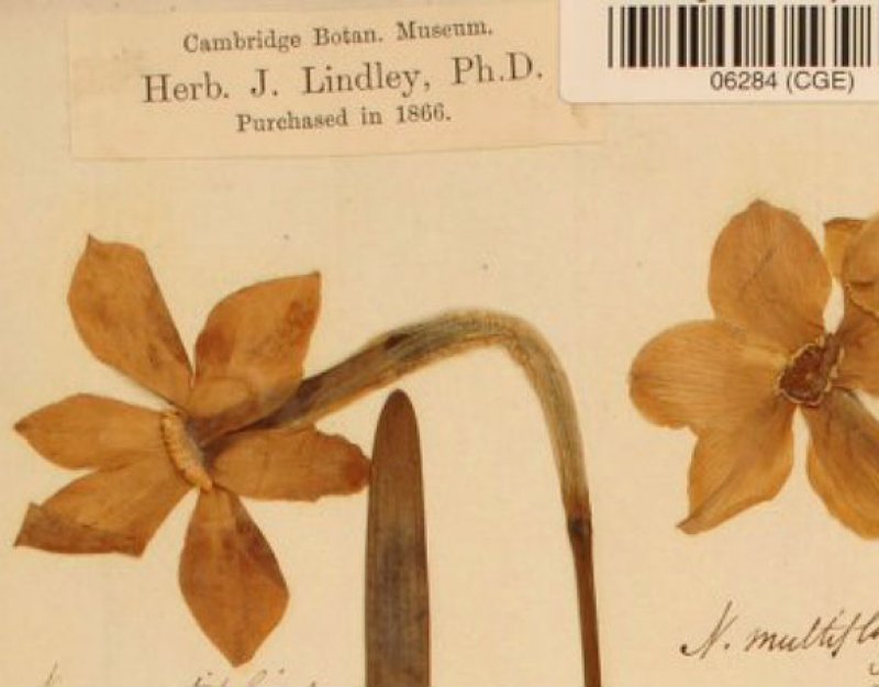 Lindley collection specimen