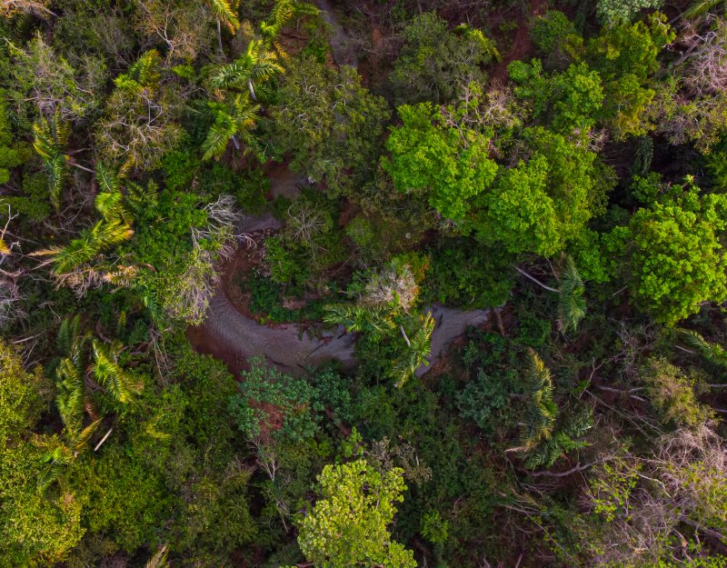 Amazonian rainforest