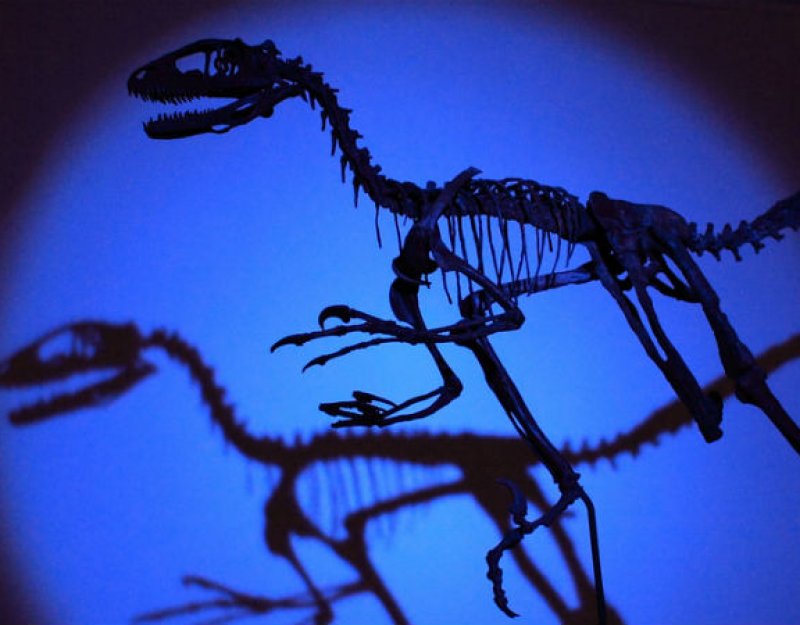 Sedgwick Museum raptor skeleton