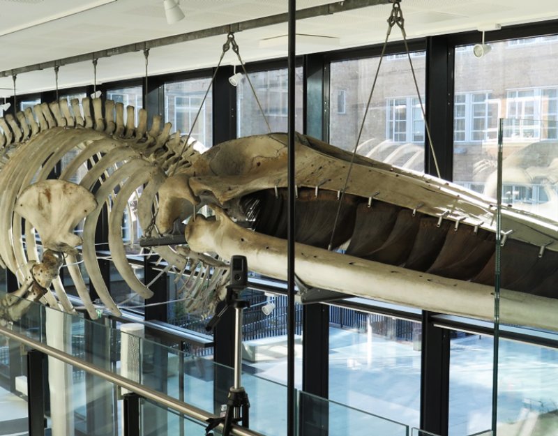 The Finback whale skeleton, shown in the University of Cambridge's Museum of Zoology