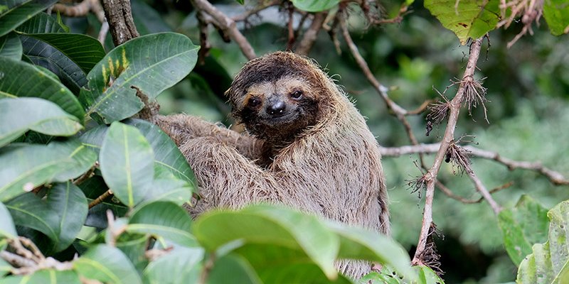 A baby sloth in a tree in Panama