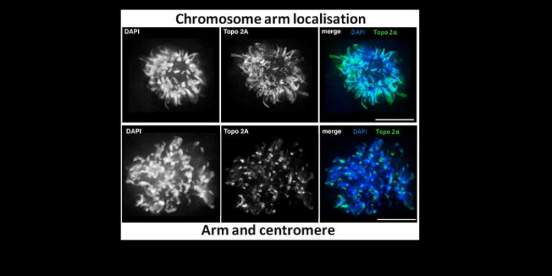 Department of Genetics Farr research group cell localisation