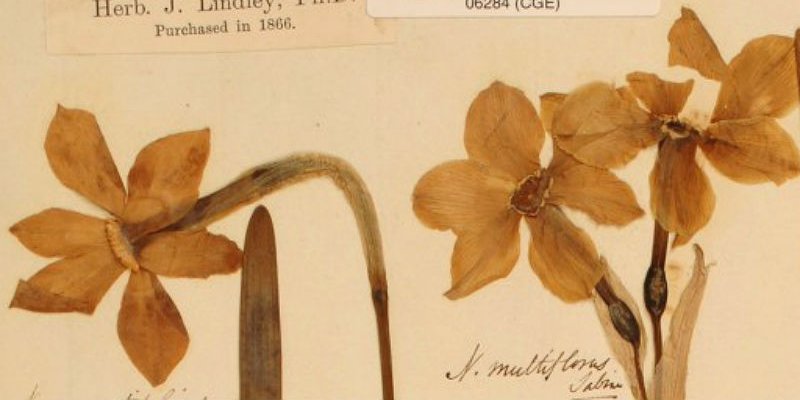 Lindley collection specimen