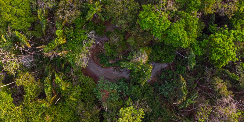 Amazonian rainforest