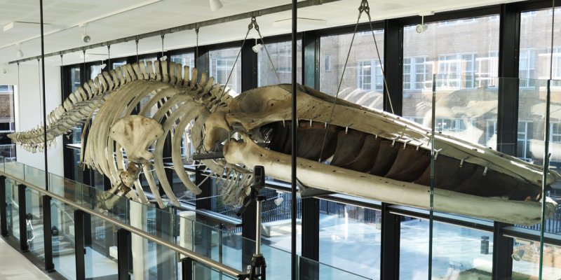The Finback whale skeleton, shown in the University of Cambridge's Museum of Zoology
