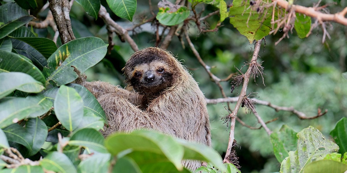 A baby sloth in a tree in Panama