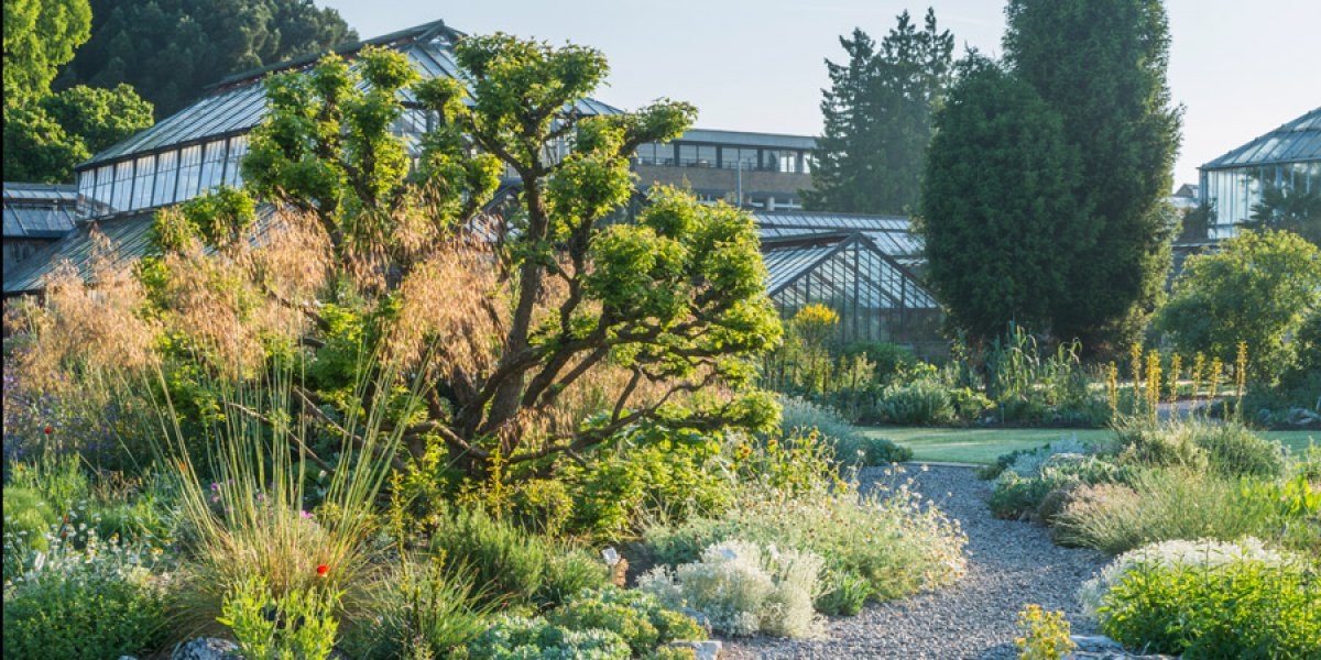 The Mediterranean beds at Cambridge University Botanic Garden