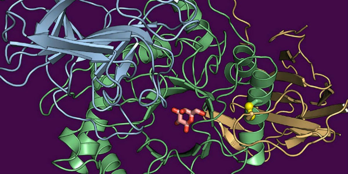 Structure of human galactocerebrosidase (GALC) gene