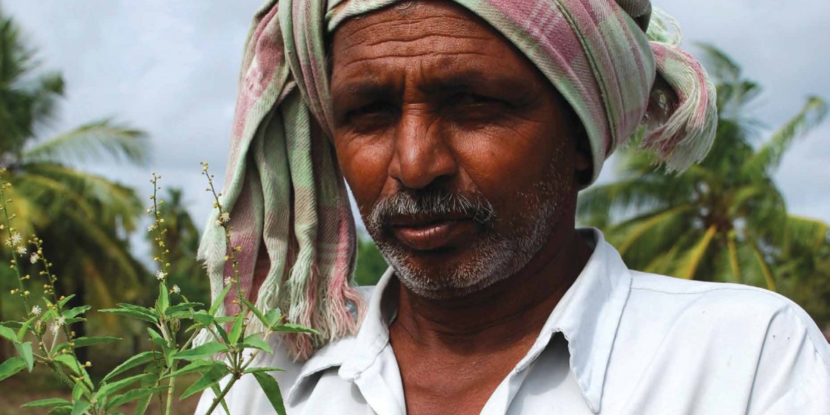 Indian farmer holding a small seedling