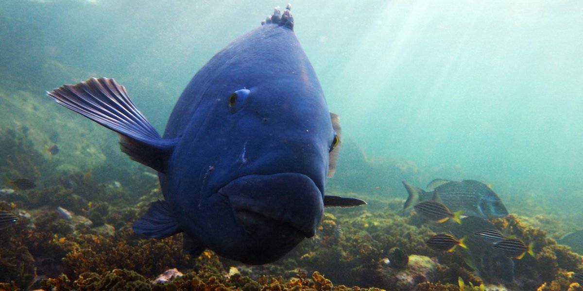 An Eastern Blue Groper (Achoerodus viridis). Image copyright Sylke Rohrlach