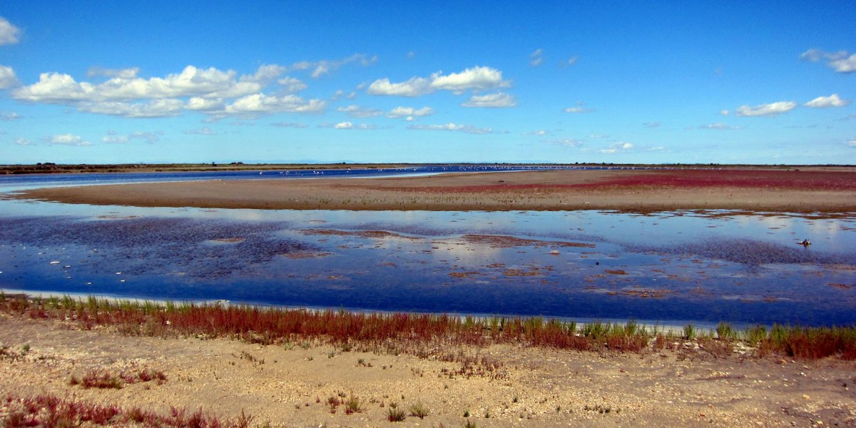 The wetlands of the Camargue, France. Image copyright Josef Grunig and used under a Creative Commons licence