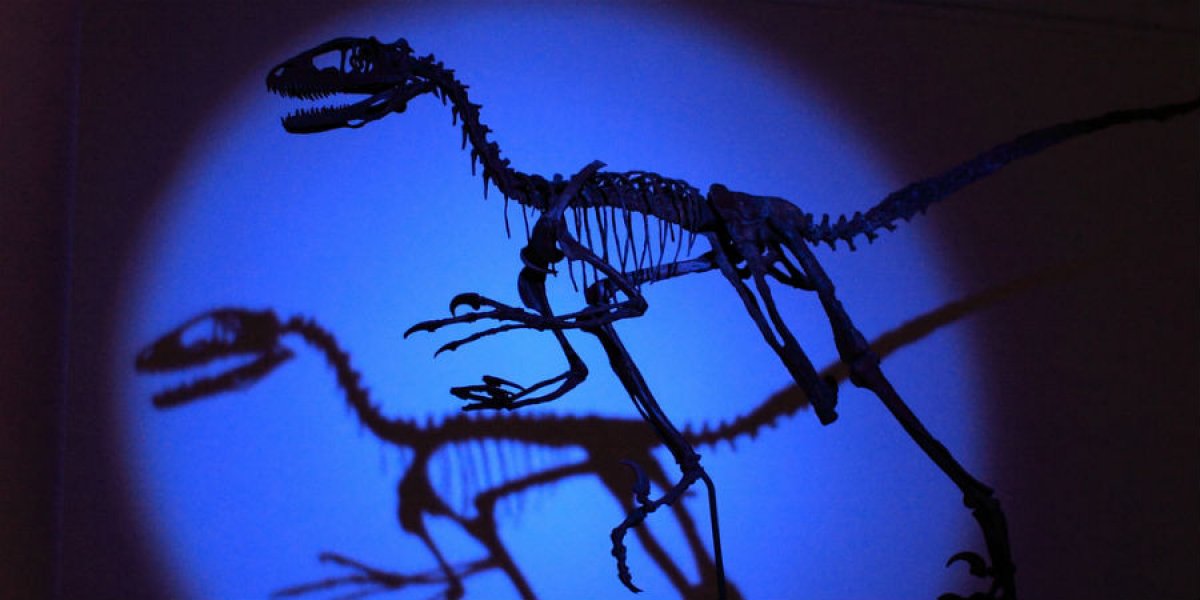 Sedgwick Museum raptor skeleton
