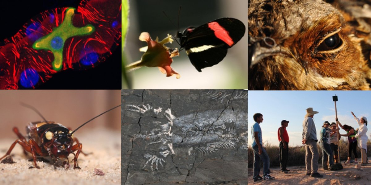 Montage of different zoology images