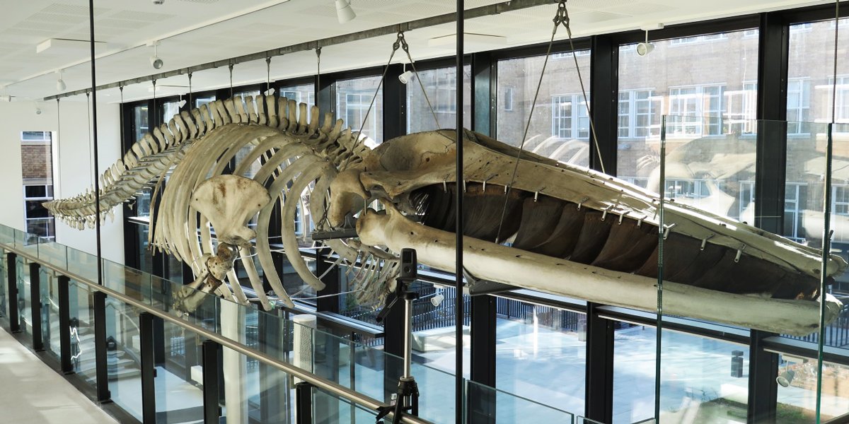 The Finback whale skeleton, shown in the University of Cambridge's Museum of Zoology