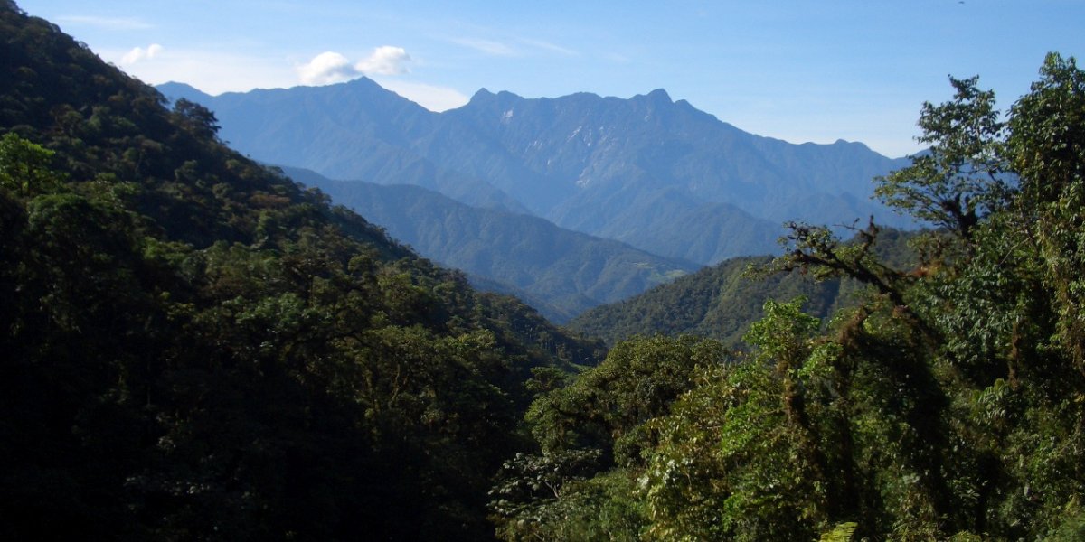 Photograph of Forest