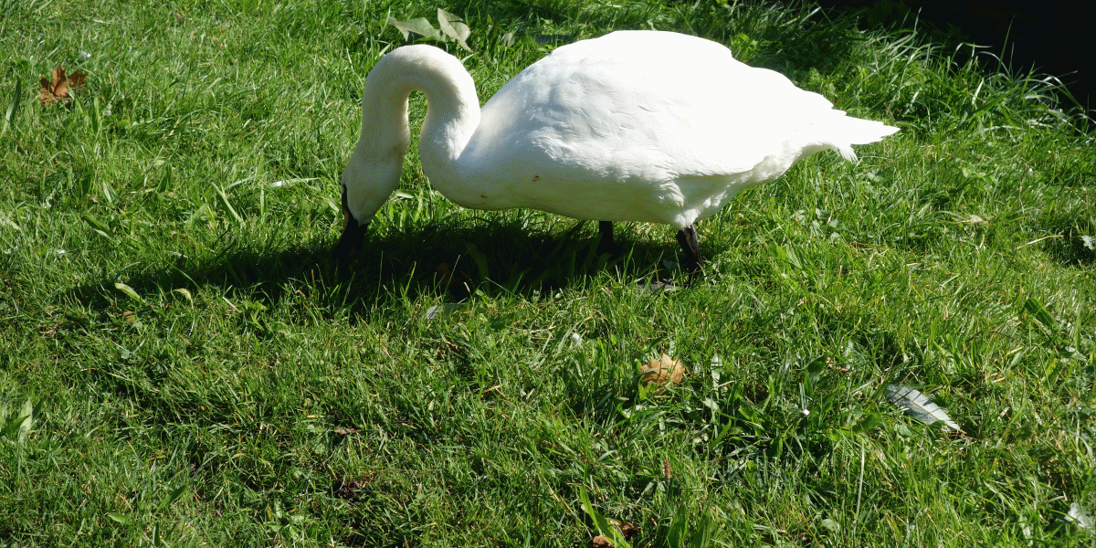 Swan on grass