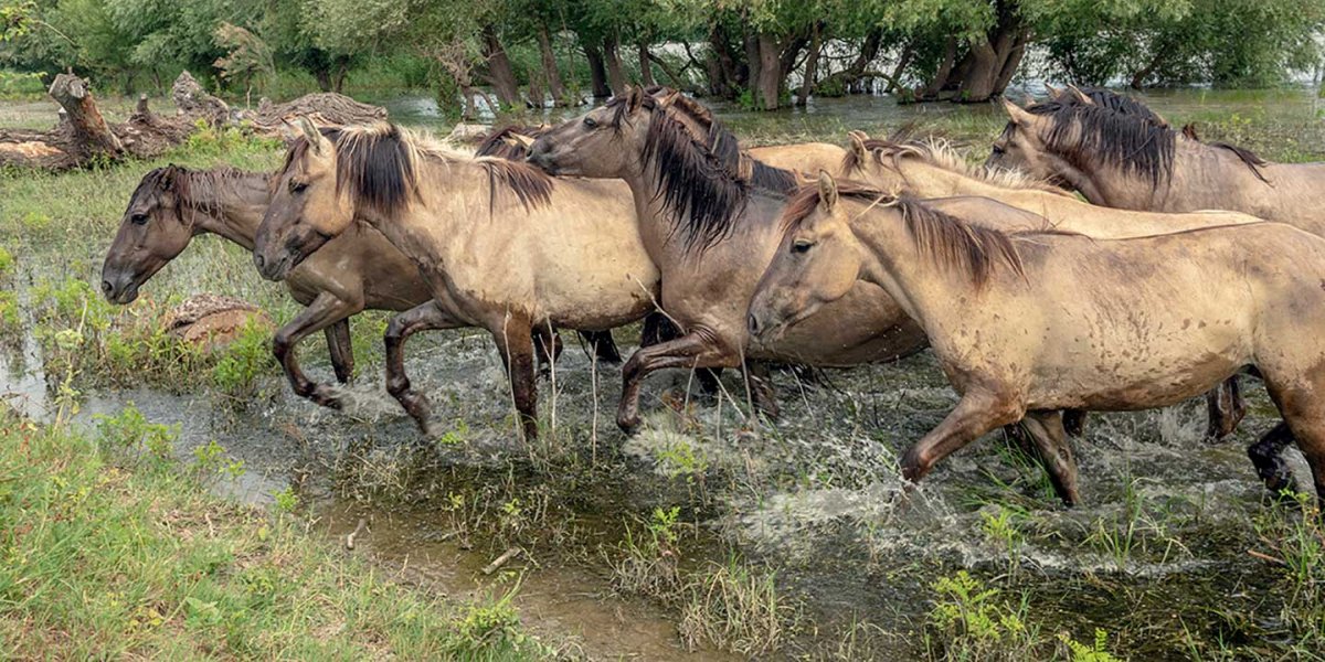 Konik horses roaming on Ermakov Island running through wetlands